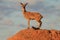 Klipspringer male on a rock