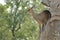 Klipspringer (Oreotragus oreotragus)