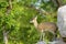 Klipspringer (Oreotragus oreotragus)