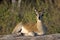 Klipspringer [Oreotragus oreotragus]