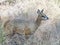 Klipspringer, Oreotragus oreotragus. Madikwe Game Reserve, South Africa