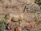 Klipspringer, Oreotragus oreotragus. Madikwe Game Reserve, South Africa