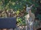 Klipspringer, Oreotragus oreotragus. Madikwe Game Reserve, South Africa