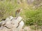 Klipspringer on a rock outcrop