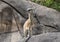 Klipspringer, a small antelope excellent at climbing and jumping on slippery rocks