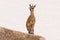 Klipspringer standing on mountain