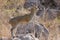 Klipspringer standing on a rock