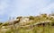 Klipspringer on the Swartberg Pass South Africa