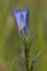 Klokjesgentiaan, Marsh Gentian, Gentiana pneumonanthe