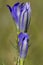 Klokjesgentiaan, Marsh Gentian, Gentiana pneumonanthe