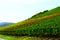 Klotten, Germany - 10 21 2020: colorful vineyards near Klotten