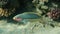 Klunzinger`s wrasse - Thalassoma rueppellii, Red Sea