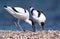 Kluut, Pied Avocet, Recurvirostra avosetta