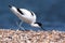 Kluut, Pied Avocet, Recurvirostra avosetta