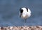 Kluut, Pied Avocet, Recurvirostra avosetta