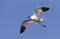 Kluut, Pied Avocet, Recurvirostra avosetta