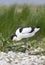 Kluut, Pied Avocet, Recurvirostra avosetta