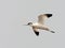 Kluut, Pied Avocet, Recurvirostra avosetta