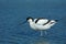 Kluut, Pied Avocet, Recurvirostra avosetta