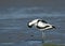 Kluut, Pied Avocet, Recurvirostra avosetta