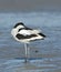 Kluut, Pied Avocet, Recurvirostra avosetta