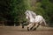 Knabstrup appaloosa horse trotting in a meadow