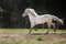 Knabstrup appaloosa horse trotting in a meadow