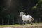 Knabstrup appaloosa horse trotting in a meadow