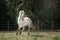 Knabstrup appaloosa horse trotting in a meadow