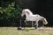 Knabstrup appaloosa horse trotting in a meadow