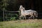 Knabstrup appaloosa horse trotting in a meadow