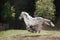 Knabstrup appaloosa horse trotting in a meadow