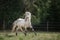 Knabstrup appaloosa horse trotting in a meadow