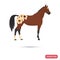 Knabstrupper horse color flat icon