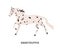 Knabstrupper horse flat vector illustration. Danish breed equine, pedigree hoss, unusual hair color horse. Equestrian