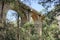 Knapsack Gully Viaduct Sandstone Bridge