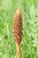 Knapweed Broomrape (orobanche elatior)