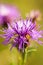 Knapweed flower