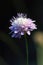 Knautia arvensis. Blossoming of a plant