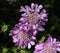 Knautia arvensis flower, commonly known as field scabious blooming during spring