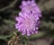 Knautia arvensis flower, commonly known as field scabious blooming during spring