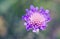 Knautia arvensis perennial . Dainty lilac pompom-like flowers bloom