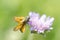 Knautia arvensis perennial. Dainty lilac pompom-like flowers bloom. Butterfly with orange wings feeds a flower pollen