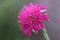 Knautia macedonica plant grows 50-70 cm high and flowers with dark pink to burgundy flowers in the period July-September