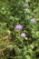 Knautia maxima in bloom