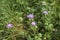 Knautia maxima in bloom