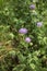 Knautia maxima in bloom