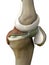 Knee, 3d rendered knee illustration