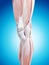 The knee anatomy