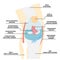 Knee anatomy and bone, internal organs body part nervous system health care